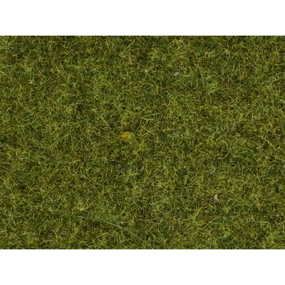 Close-up of a dense, green lawn carpet, composed of various grass types and a few scattered yellow leaves.
