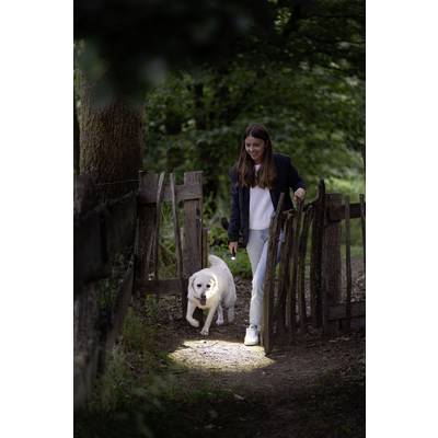 A woman walks with a dog in the woods, both appearing relaxed and enjoying nature. A wooden lattice fence and trees are in the background.