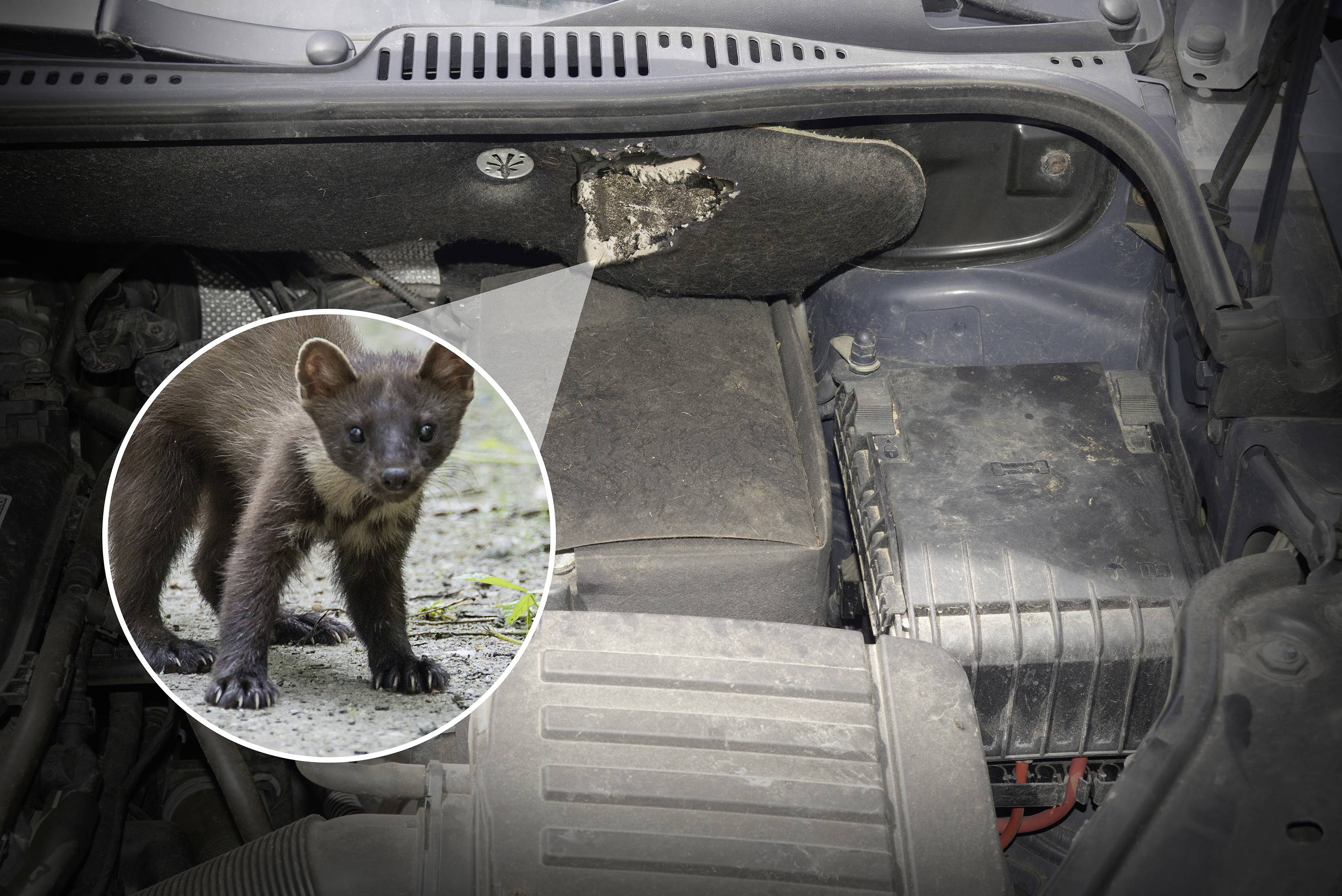 A pine marten in the engine compartment of a car shows gnawed insulation foam. Problem of vehicle damage caused by marten bites.