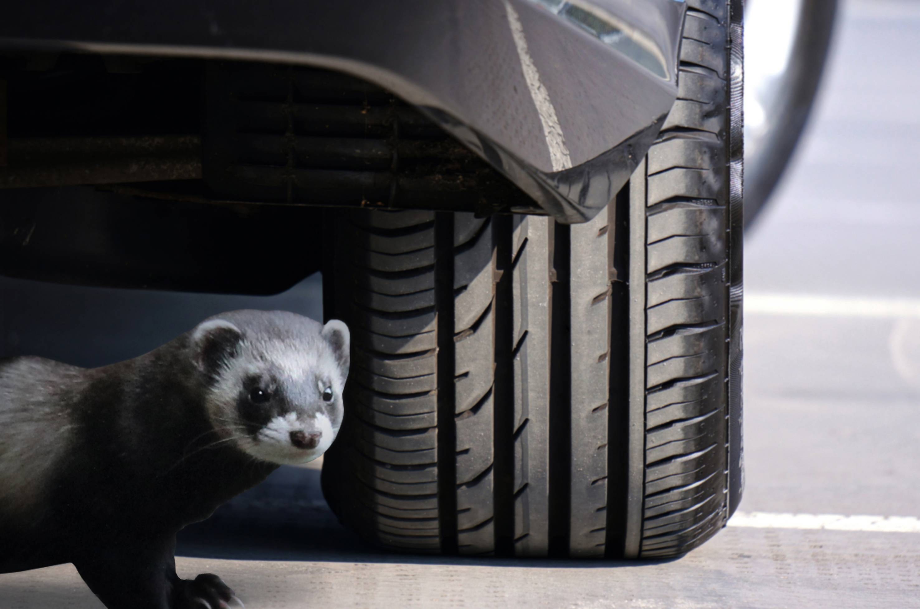 A pine marten sits beneath a car tyre in a car park. The animal appears alert and is scanning its surroundings.