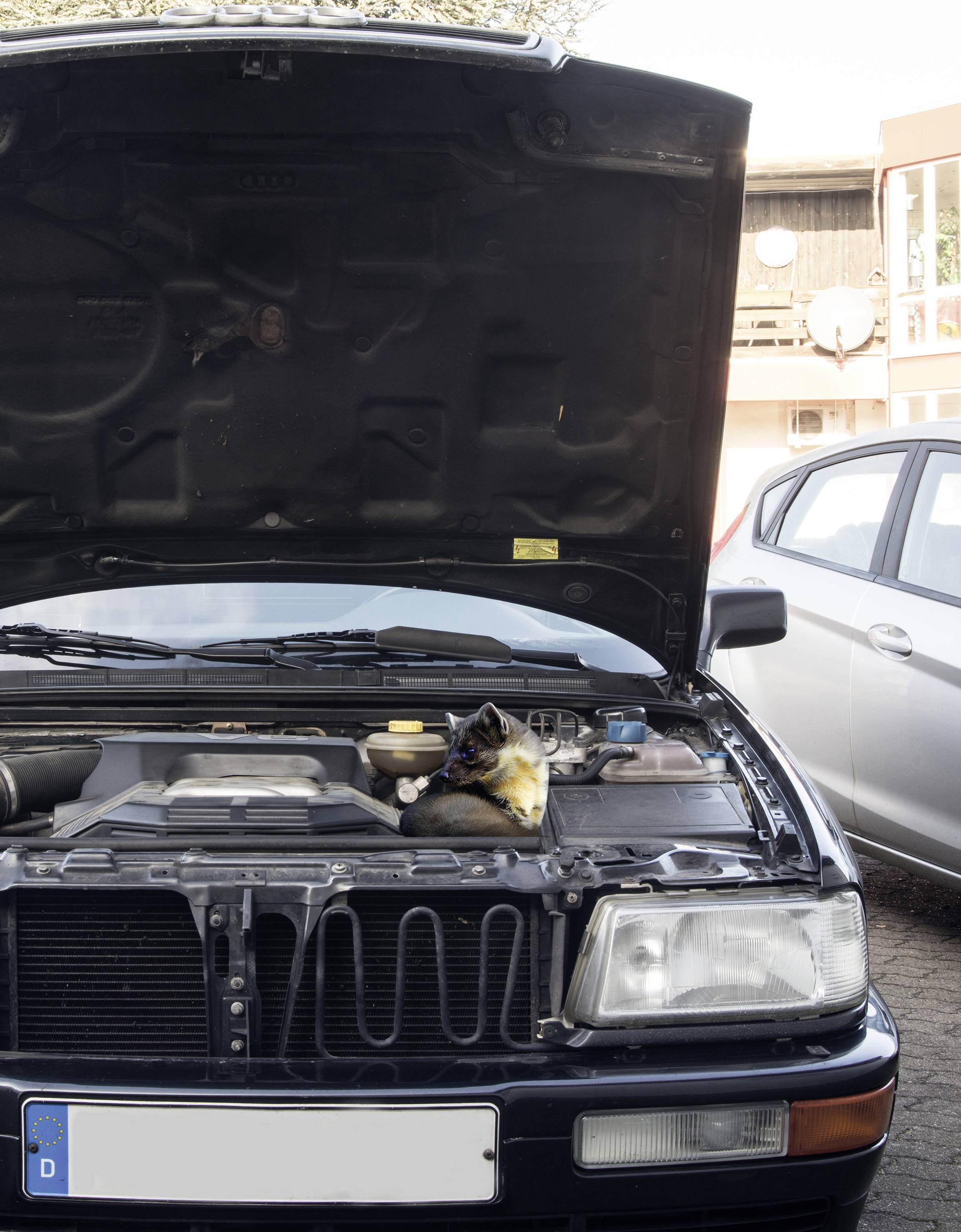 A car with an open bonnet is parked in a car park. A cat is lying in the engine bay.