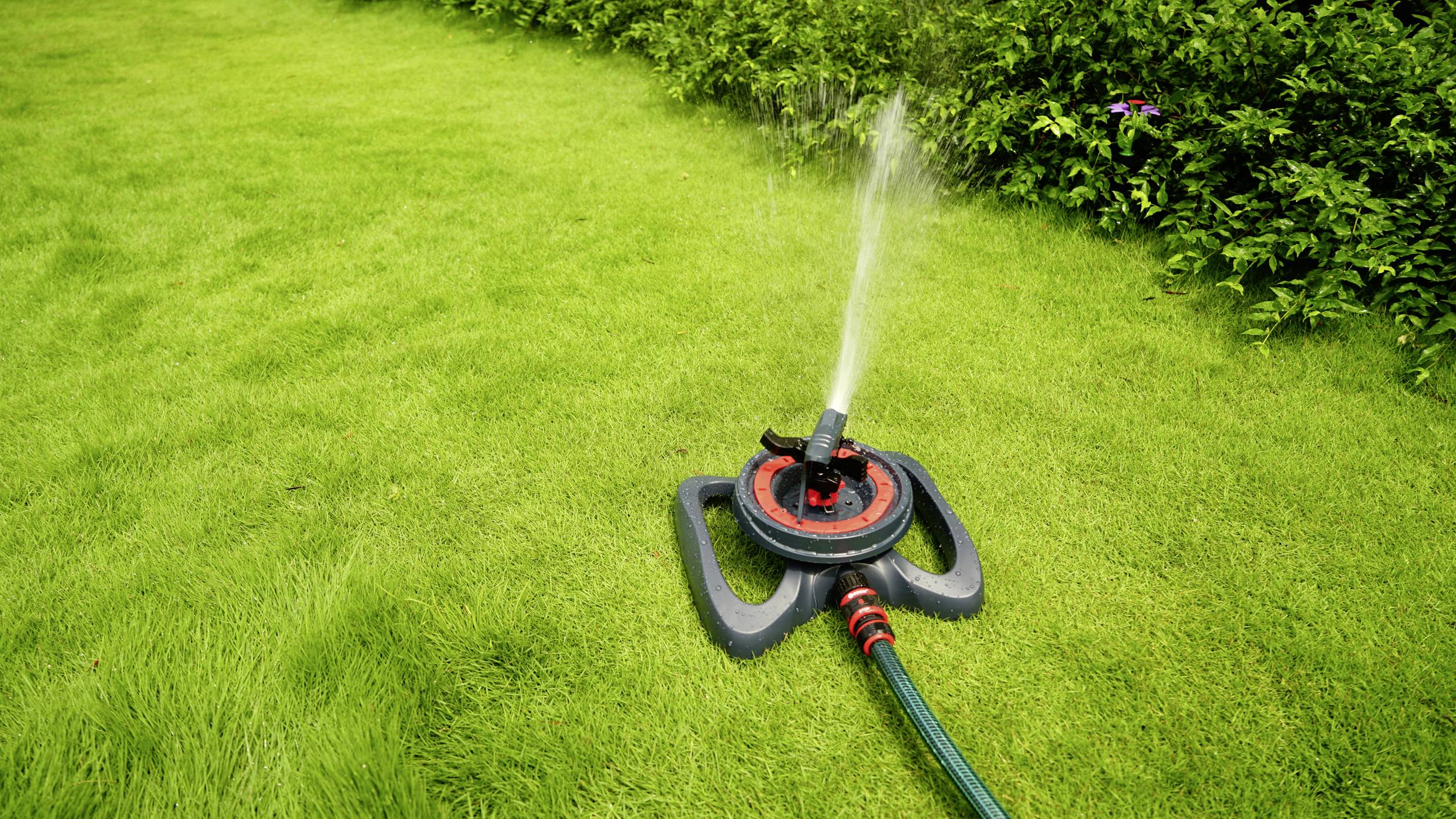 A lawn sprinkler is watering a green lawn in a garden. Bushes can be seen in the background.