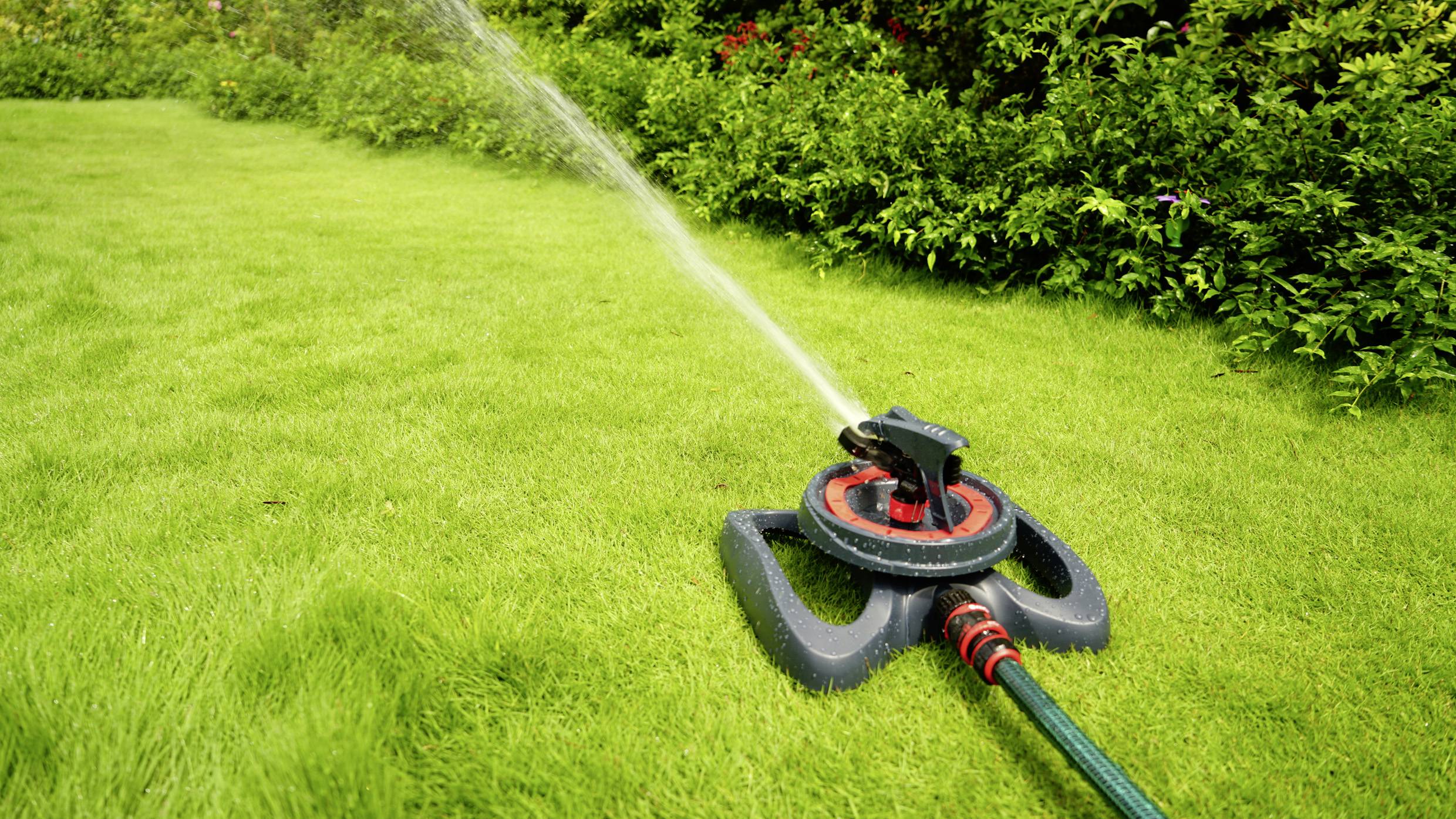 A lawn sprinkler is watering a green lawn with an even spray of water. Bushes are visible in the background.