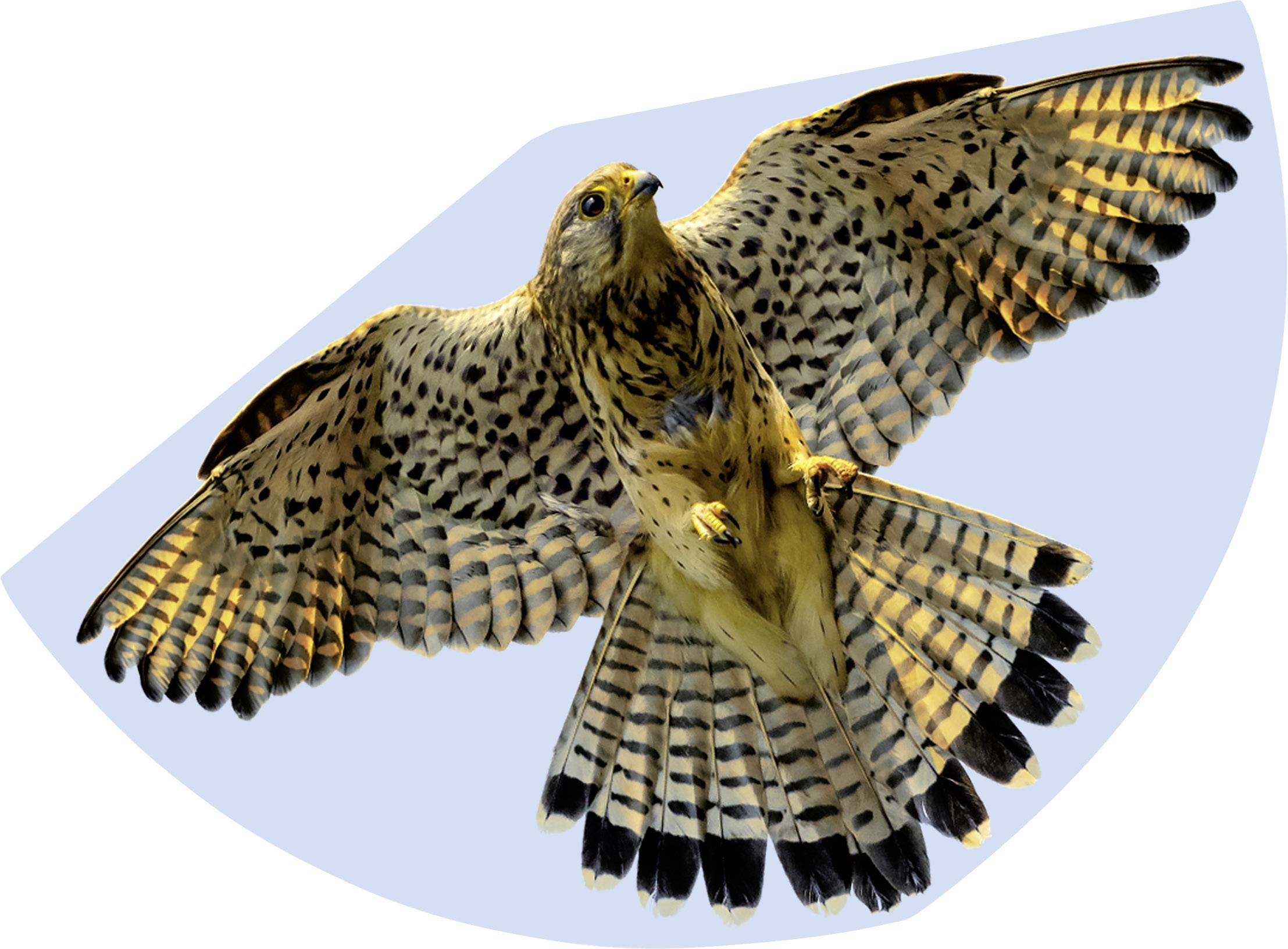 Guenther Flugspiele Single line Kite FALCON Wingspan (details) 920 mm Wind speed range 3 - 6 bft