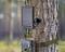 A solar panel and a wildlife camera are attached to a tree, surrounded by a blurred forest background.