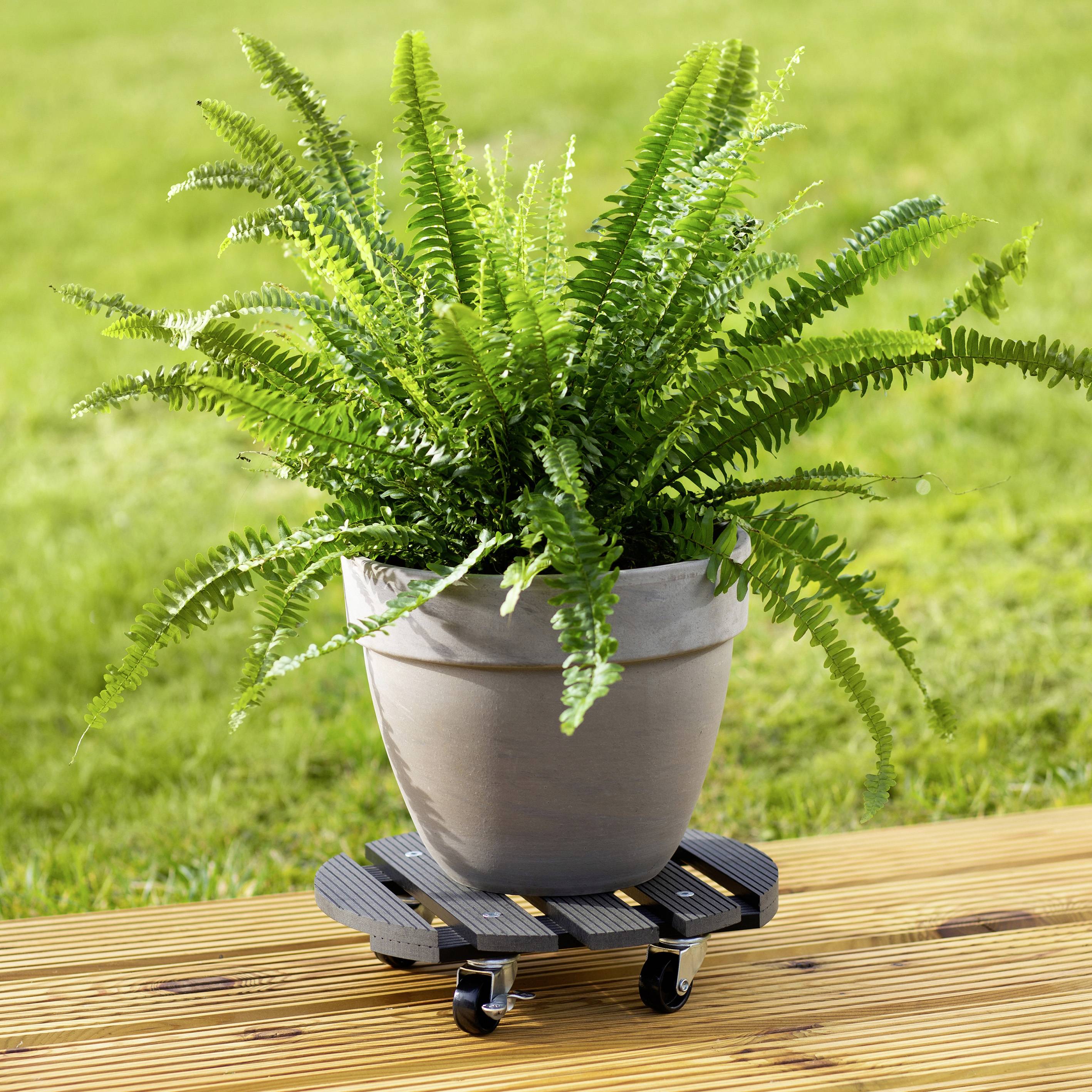A green fern in a grey plant pot sits on a mobile plant stand on a wooden terrace.
