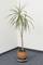 A potted palm stands in a corner with blue carpet and white walls.