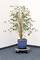 A ficus in a blue pot stands on a wheeled trolley in the corner of a room carpeted with dark blue carpet.