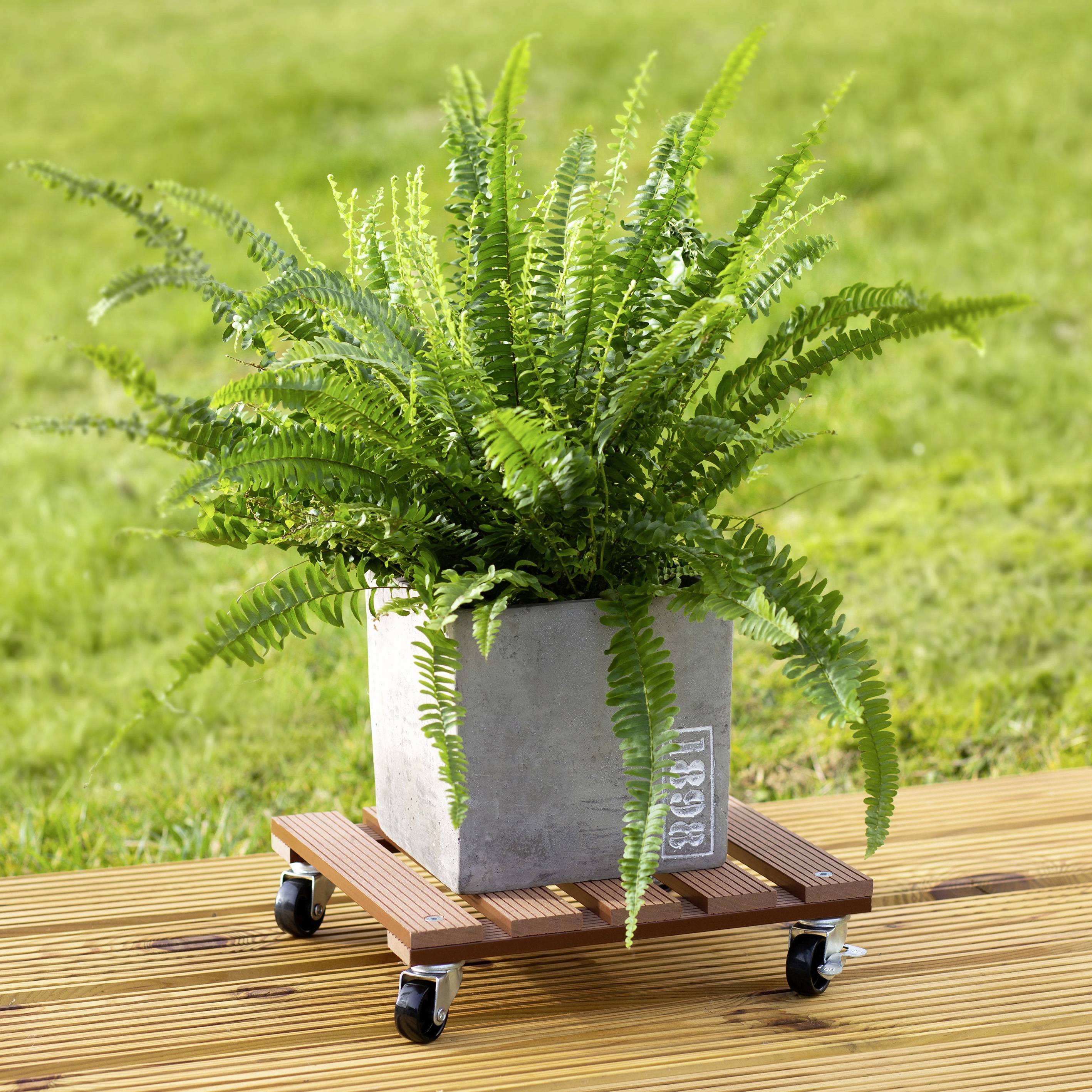 A fern in a grey pot on a trolley stands on a wooden terrace; green lawn in the background.