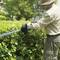A person wearing a sun hat and protective glasses is trimming a hedge with an electric hedge trimmer in a garden.