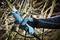 A person is cutting a branch with an electrically-powered pruning shears. The shears are blue and have a cable connection.
