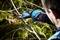 A man wearing blue gloves is pruning branches from a tree with secateurs. It is a sunny day in the garden.
