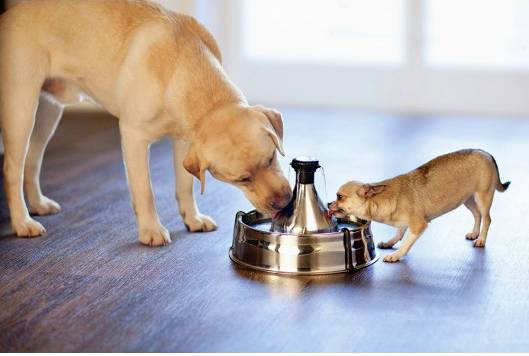 Petsafe #####Trinkbrunnen 360 Stainless steel 1 pc(s) D360SS-EU-45-2