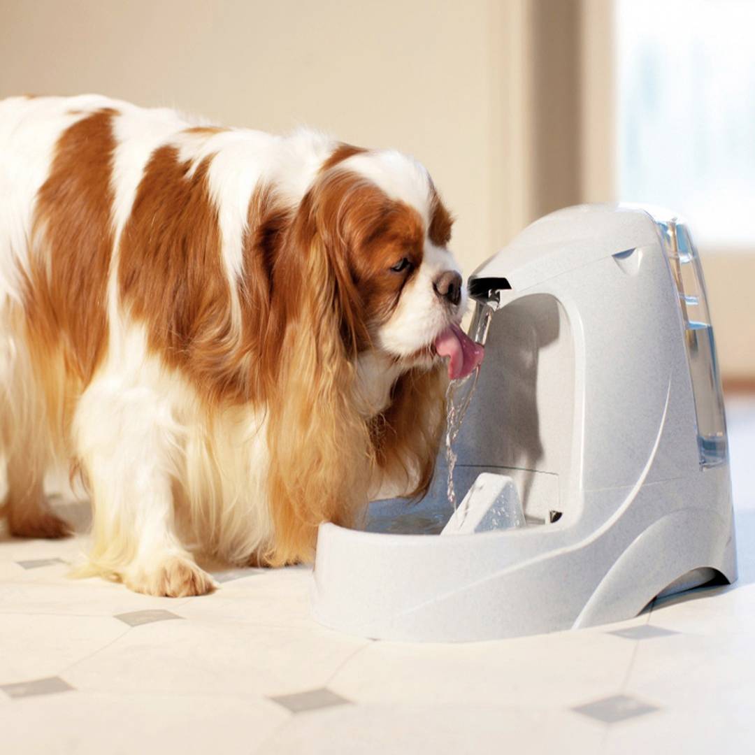 petwell drinking fountain