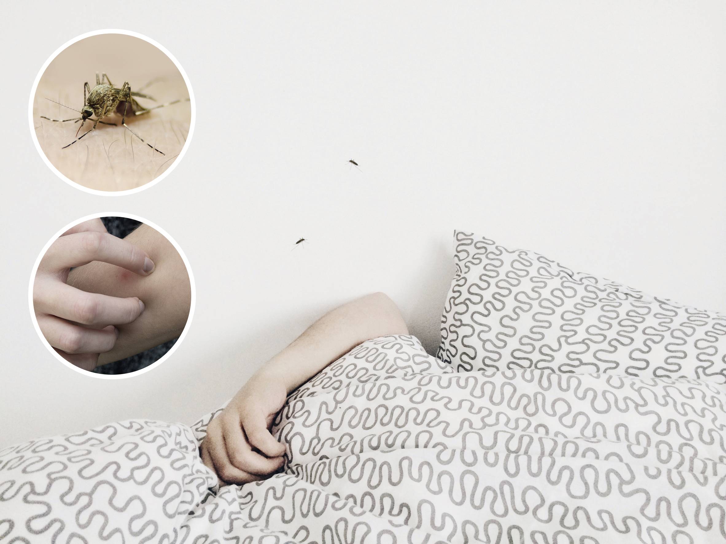 A person is lying in bed, while mosquitoes fly nearby. The mosquitoes illustrate the risk of bites and itching.