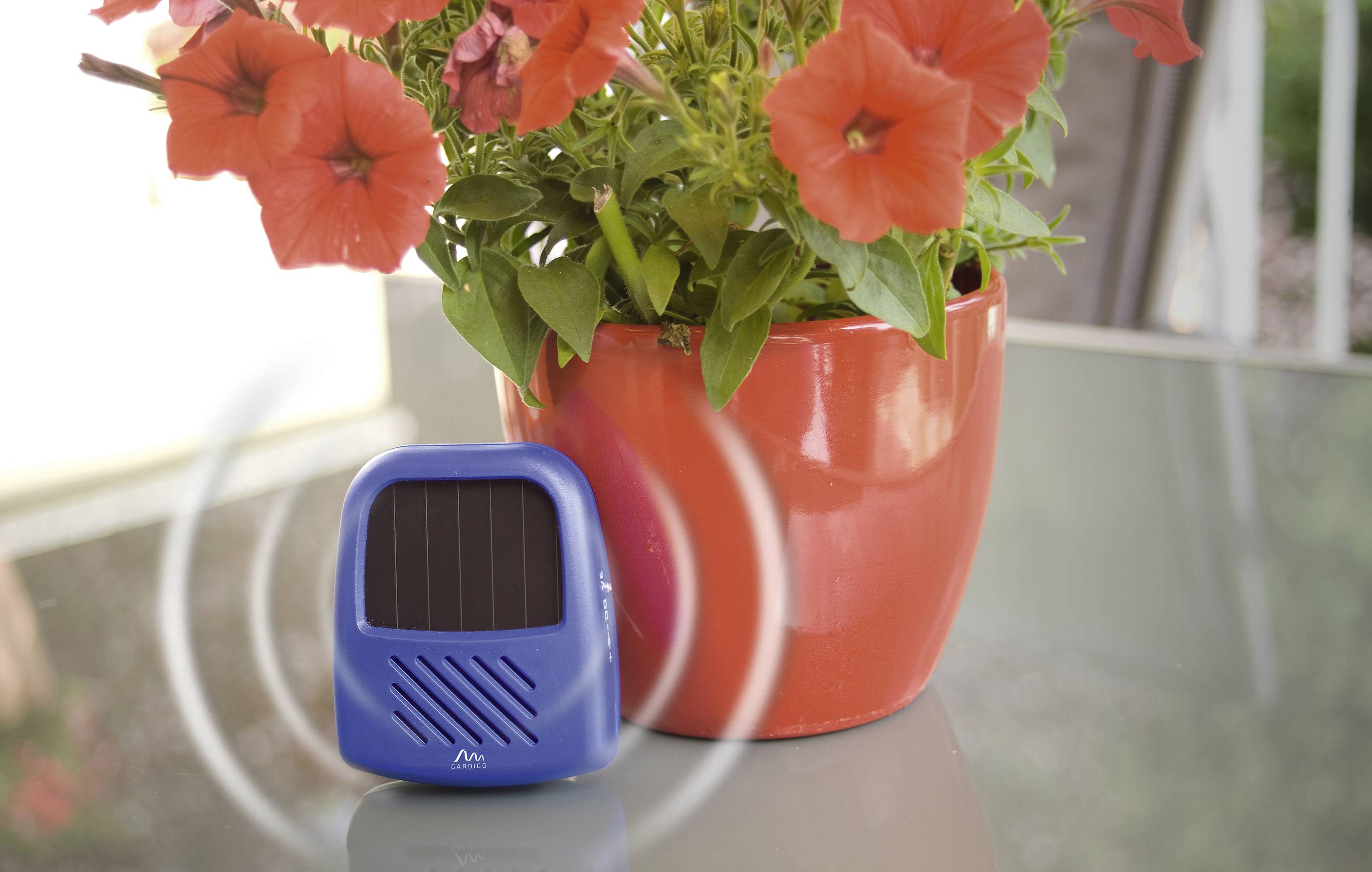 Blue solar air purifier in front of a red plant pot with blooming red flowers on a glass table.