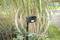 A wildlife camera is positioned in the tall grass and is aimed at a garden bed. It is used to monitor animals outdoors.