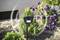 A solar garden light with a motion sensor stands in a flowerbed. Green plants and purple flowers can be seen in the background.