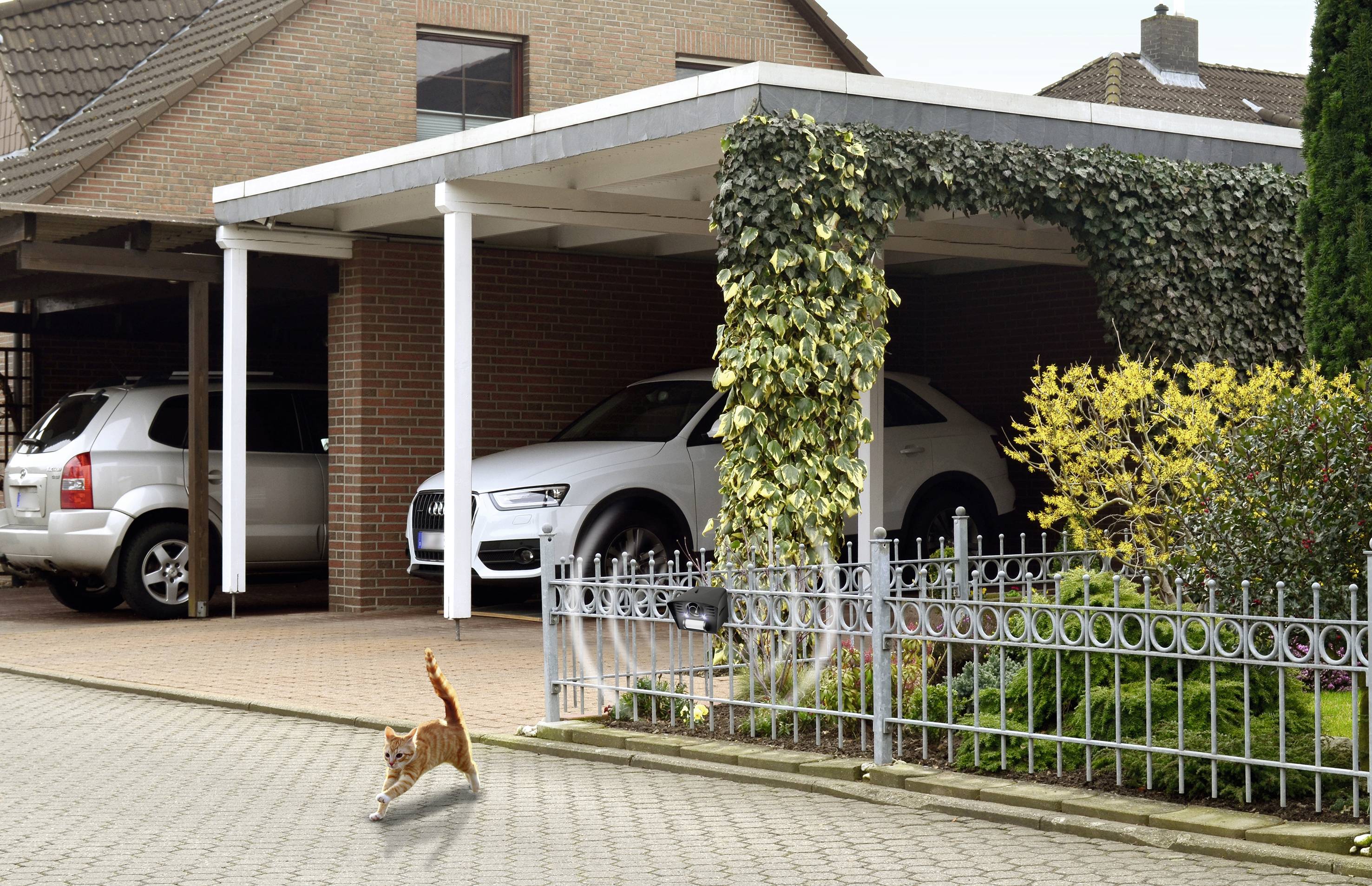 A red cat is walking along a paved driveway. In the background, two cars are parked in an open carport, surrounded by ivy.