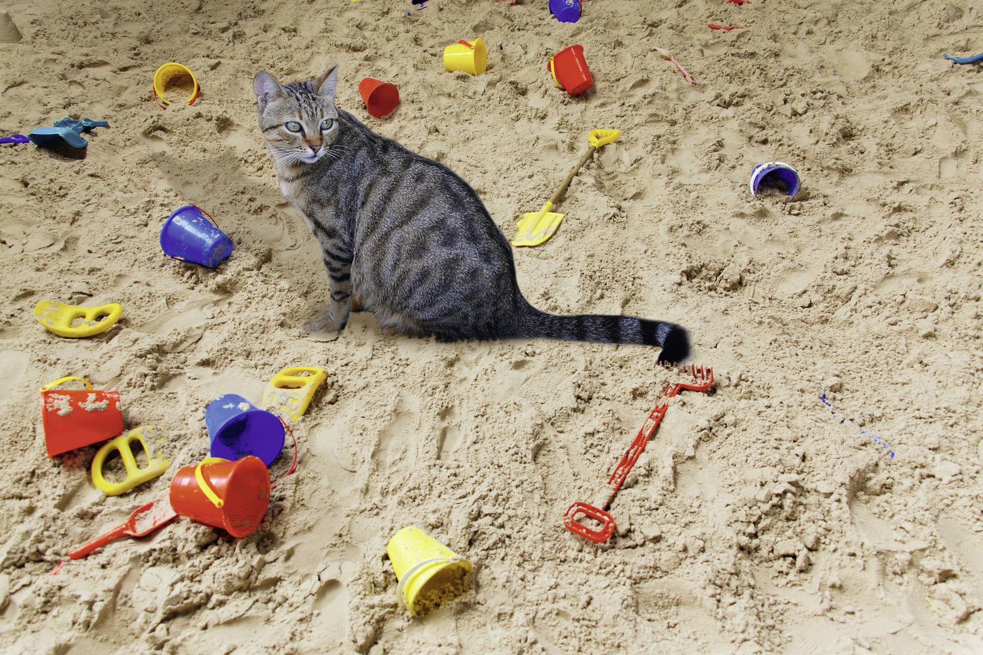 A tabby cat sits in the sand, surrounded by colourful plastic toys such as spades and buckets. It glances over its shoulder.
