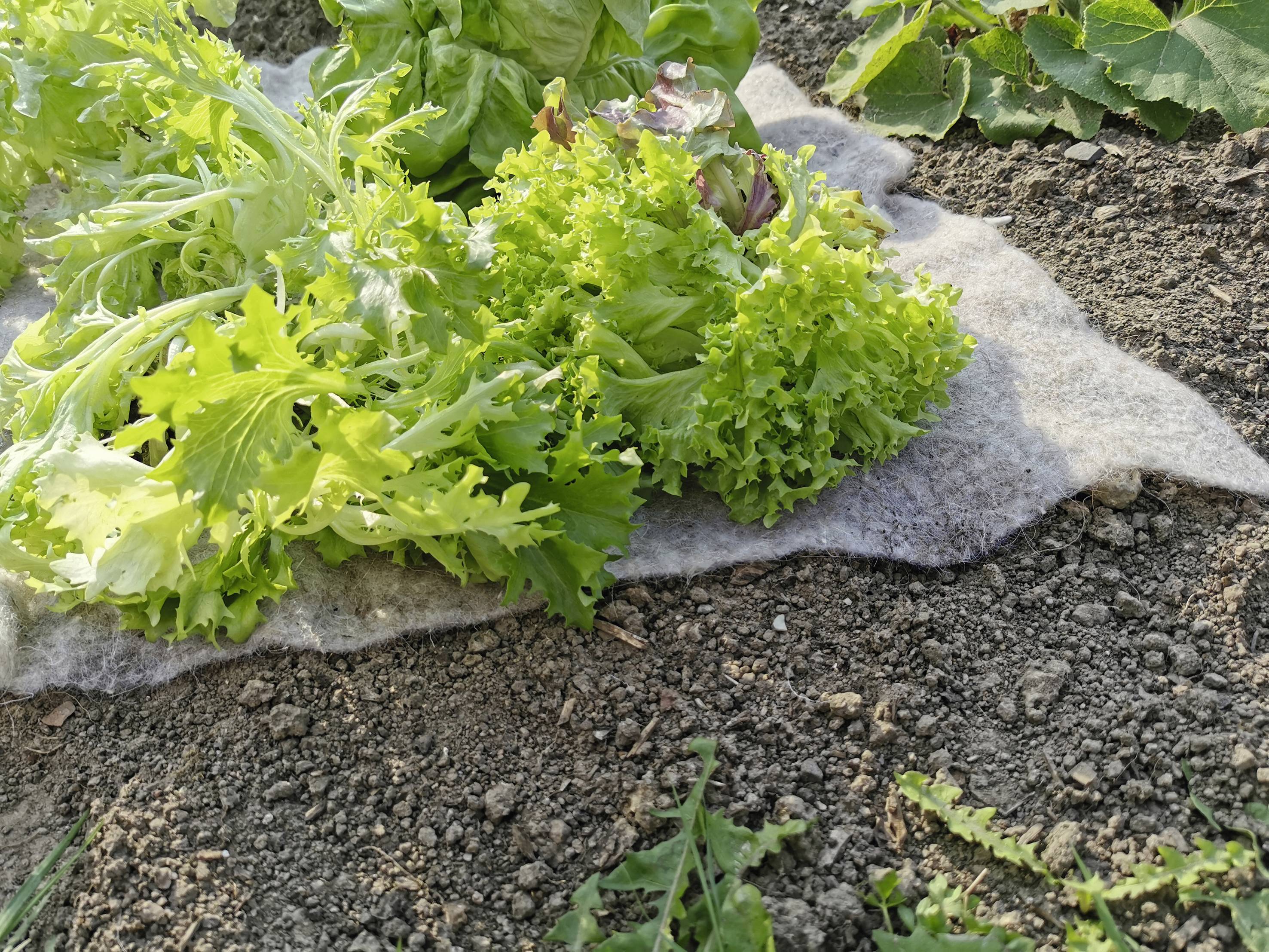 Gardigo Stopp-Vlies Slug repellent Working principle Deterrent 1 pc(s)-2