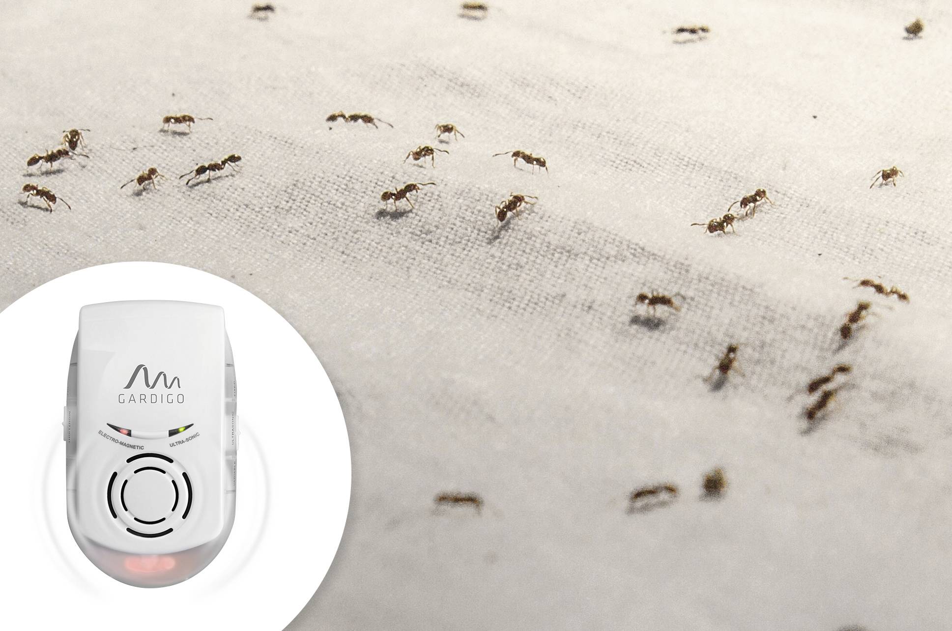 Ants crawling on a carpet; next to it in the image, an electric pest control device by Gardigo, presumably for deterring ants.