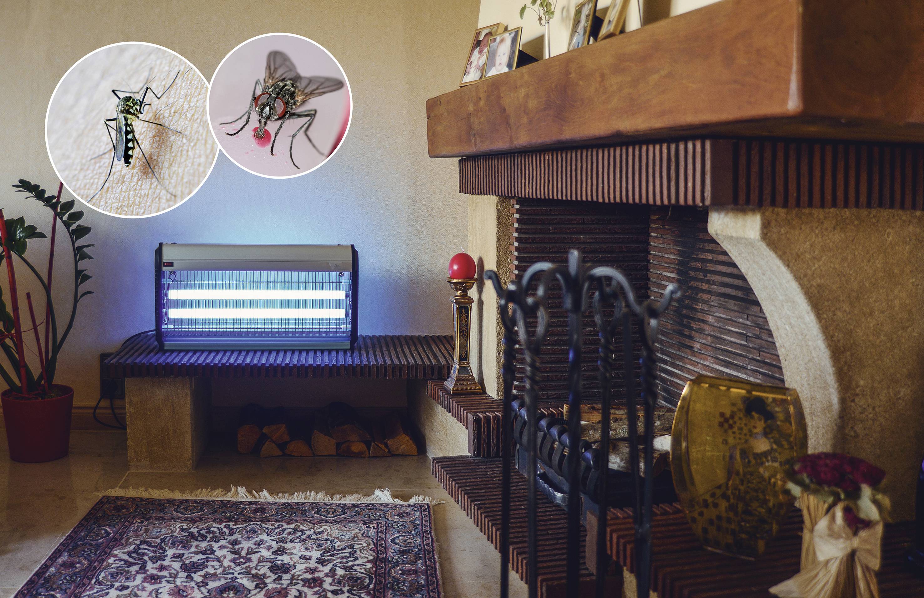 An insect killer glows blue in a living room. A close-up reveals two mosquitoes. Plants and a fireplace are visible in the background.