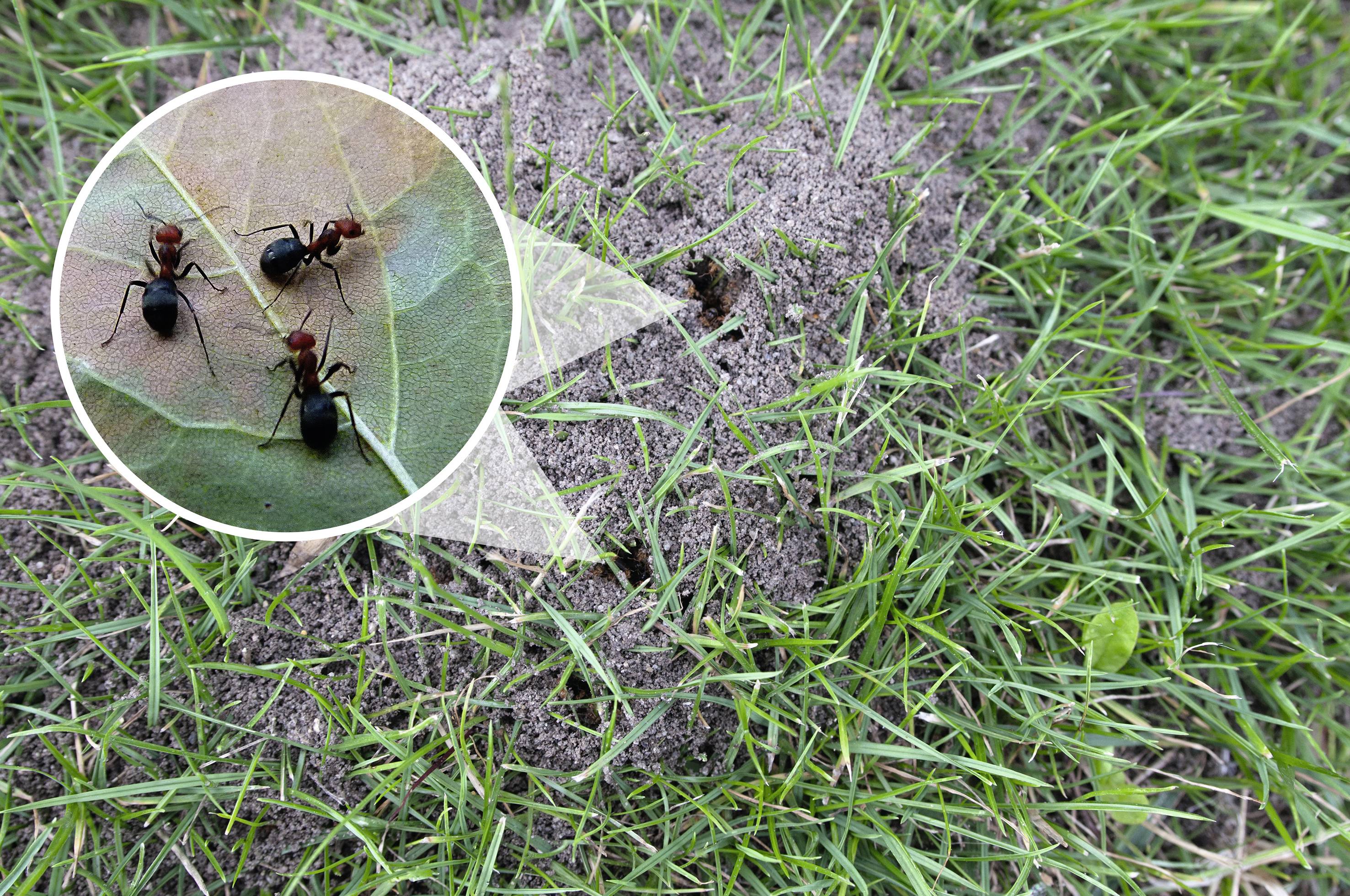 Ants crawling on a leaf, shown enlarged in front of an anthill in the grass.