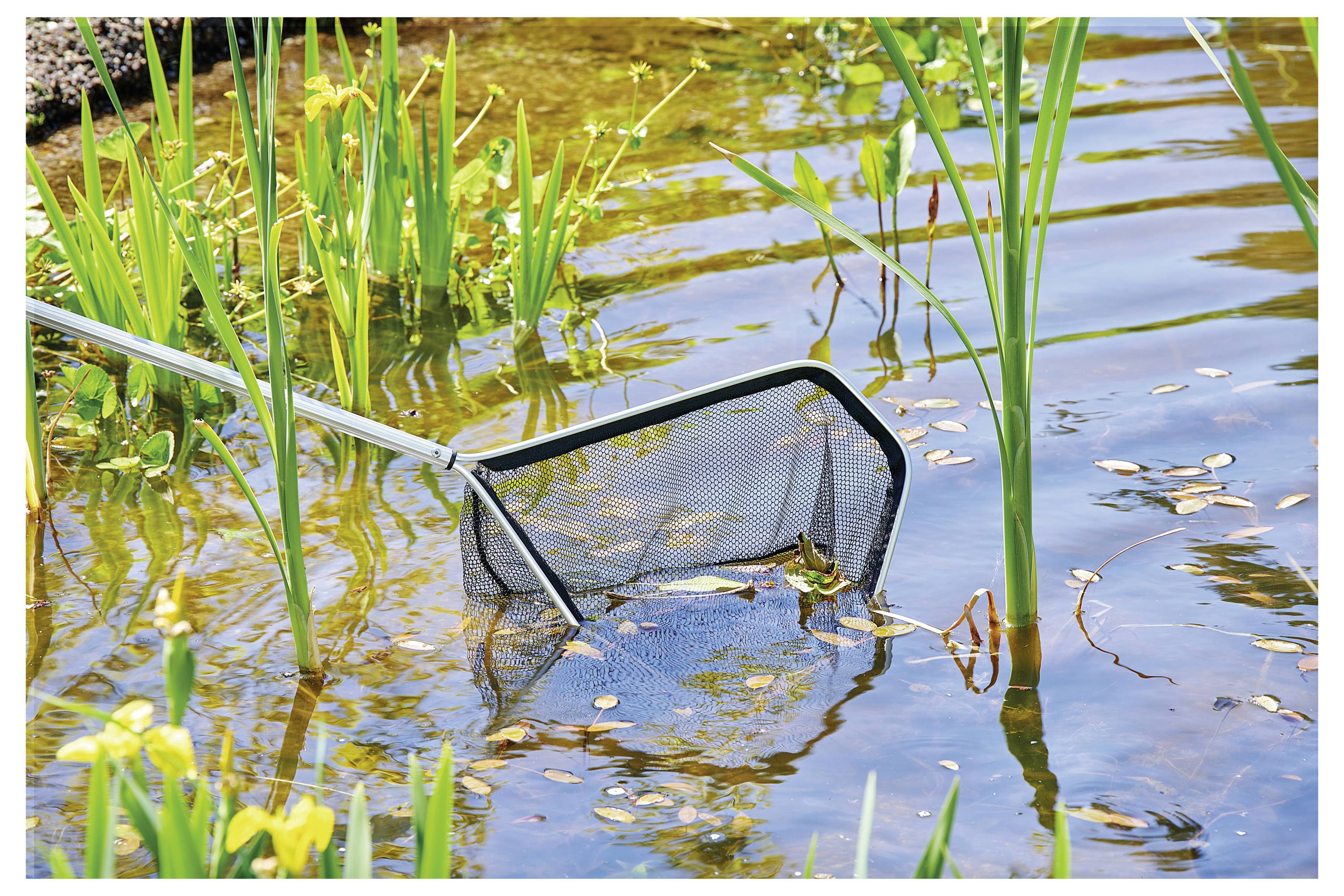 A pond with green reeds partially submerged; a net scooping algae.