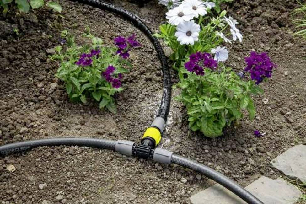 A hosepipe runs through a garden bed with flowering white and purple blooms. The hose supplies water to the plants.