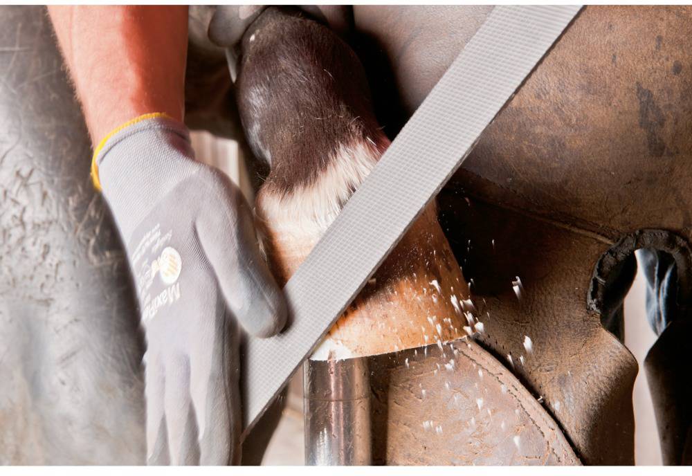A person is filing the hoof of a horse with a file. The hoof is being stabilised, with shavings falling down.