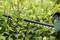 An electric hedge trimmer cuts through green shrubs. The blades move along the branches to trim the bushes.