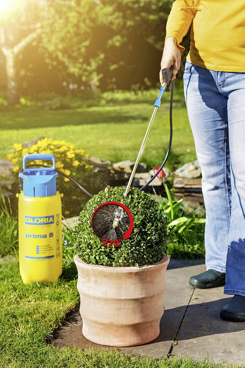 A person is using a spray bottle to tend to a box tree in a flower pot in the garden.