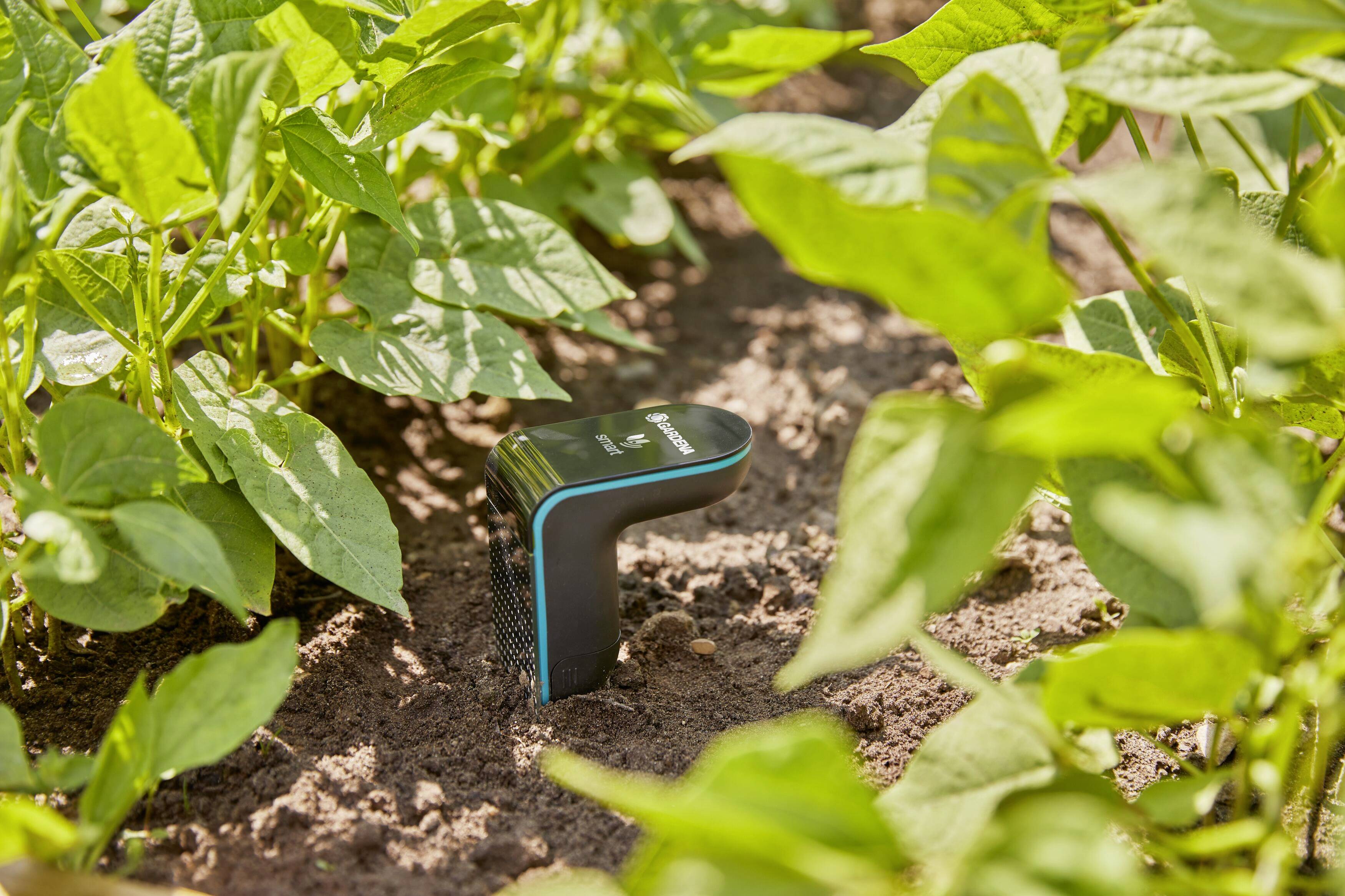 A sensor stands among green plants, measuring soil moisture in the garden for better plant care.