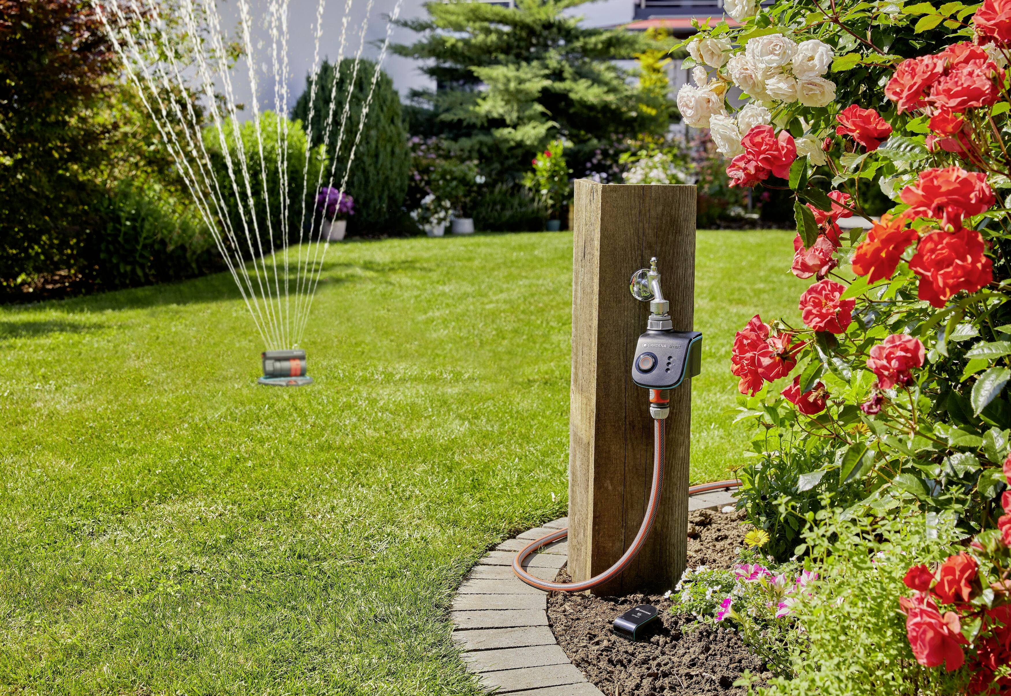 A garden with a green lawn, an active lawn sprinkler and lush rose bushes. A tap with irrigation control is visible.