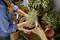 A person is planting lavender in a pot on a wooden table, surrounded by gardening tools and other plants.
