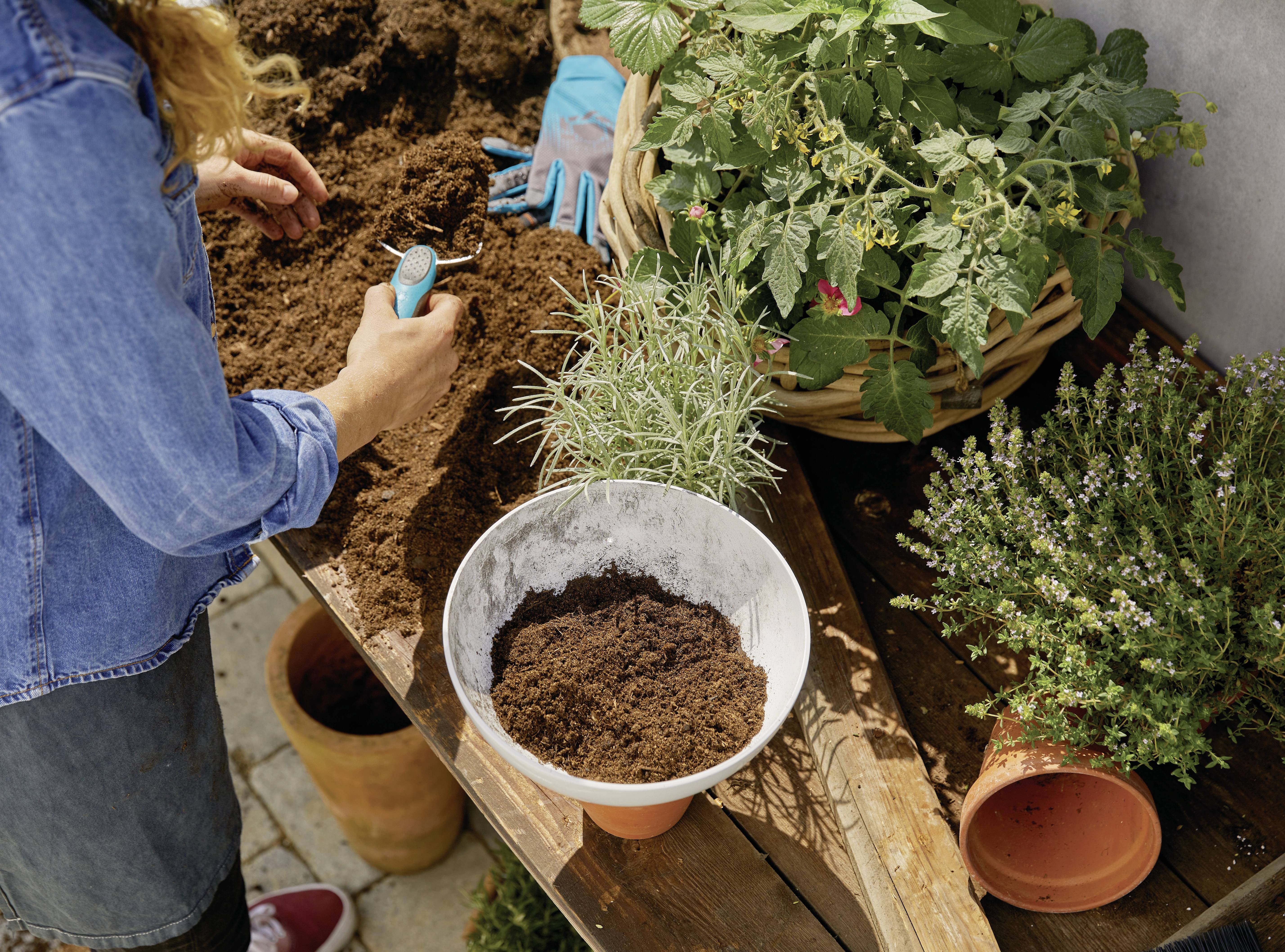 A person is planting herbs in soil on a table. Gloves and a basket with plants are visible beside plant pots.