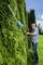 A man is trimming a tall green hedge with an electric hedge trimmer. It is a sunny day on a meadow.