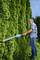 A person is trimming a tall, dense hedge with hedge trimmers. The scene is set in a garden or green space during daylight.