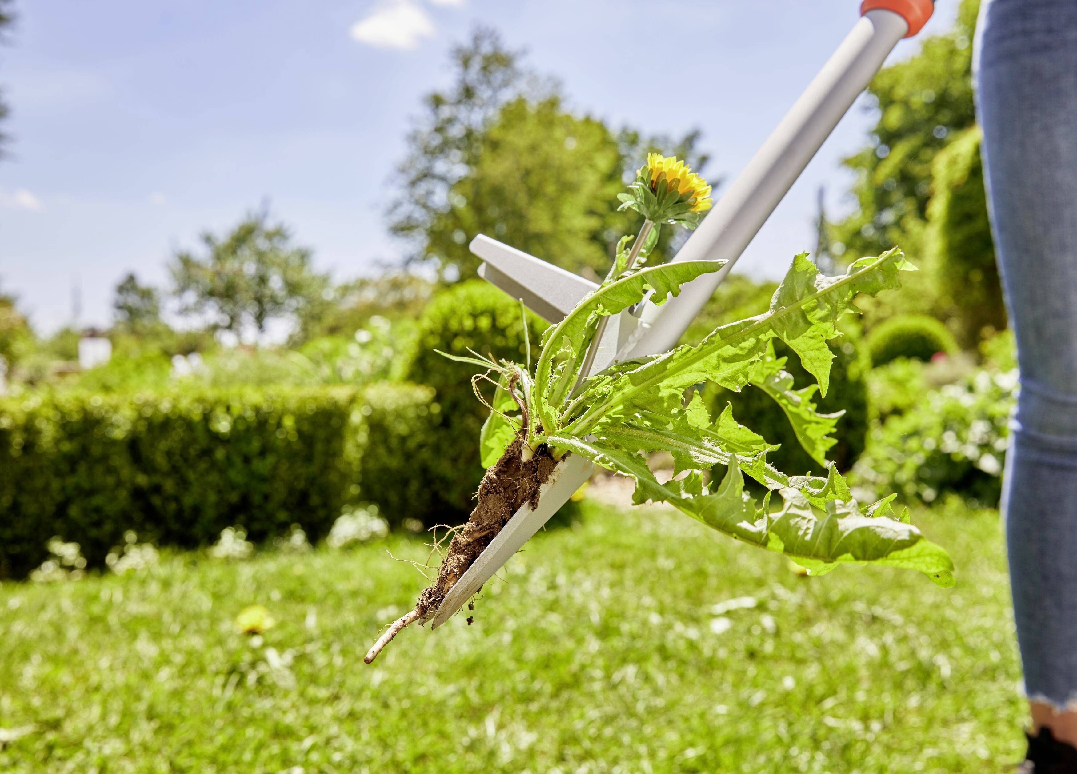A person is removing weeds with a weeder in a green garden during daylight. The focus is on the action of weed removal.