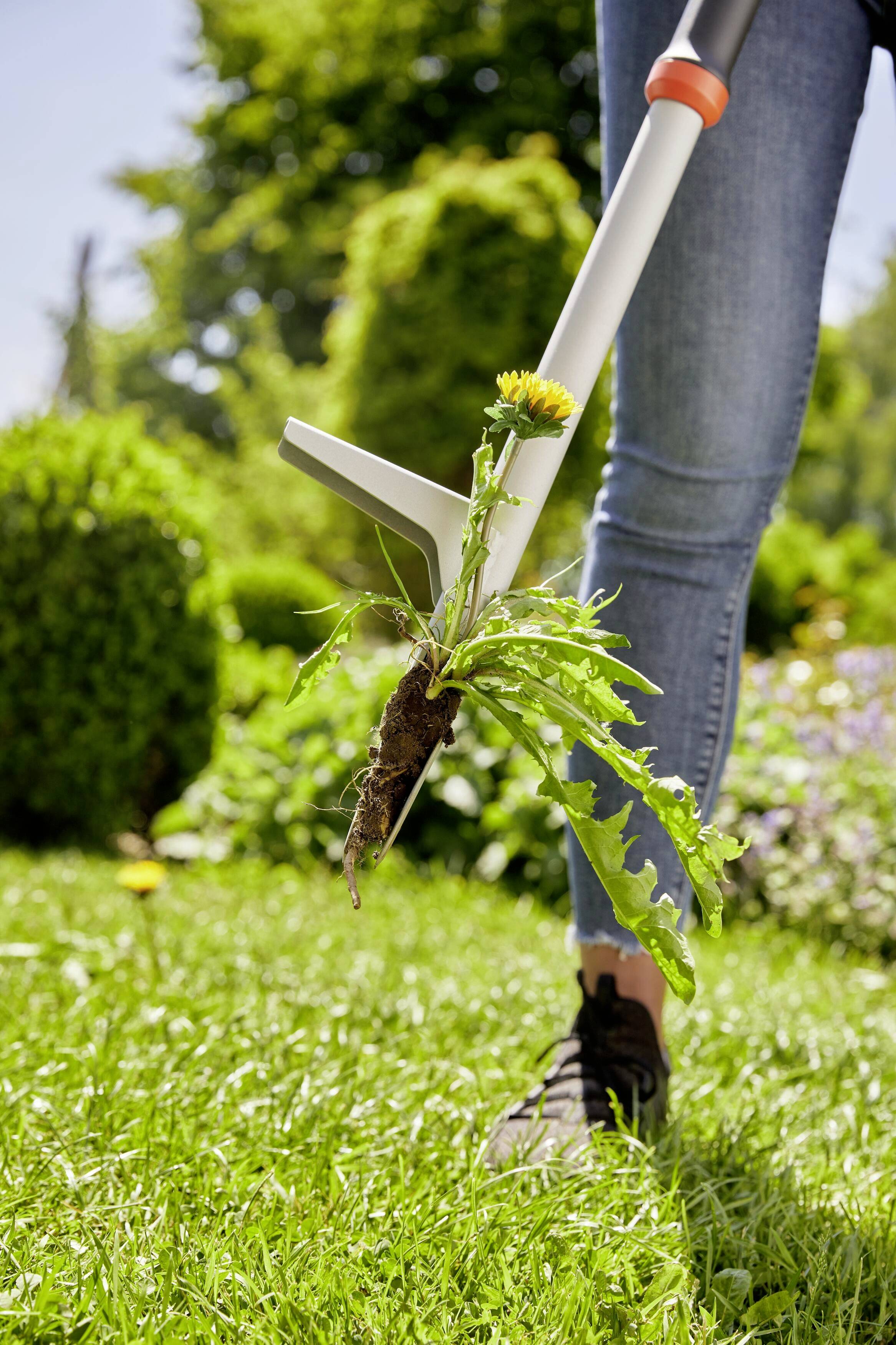 A person is removing a dandelion plant with a weeding tool from a green lawn. The background is blurred with garden plants.