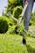 A person is removing a dandelion plant with a weeding tool from a green lawn. The background is blurred with garden plants.