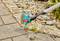 A garden tool trims weeds between paving stones, showing a close-up of its use on a pathway surrounded by rocks and greenery.