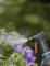 A black spray bottle is spraying water onto purple flower petals of a plant outdoors. The background is blurry and green.