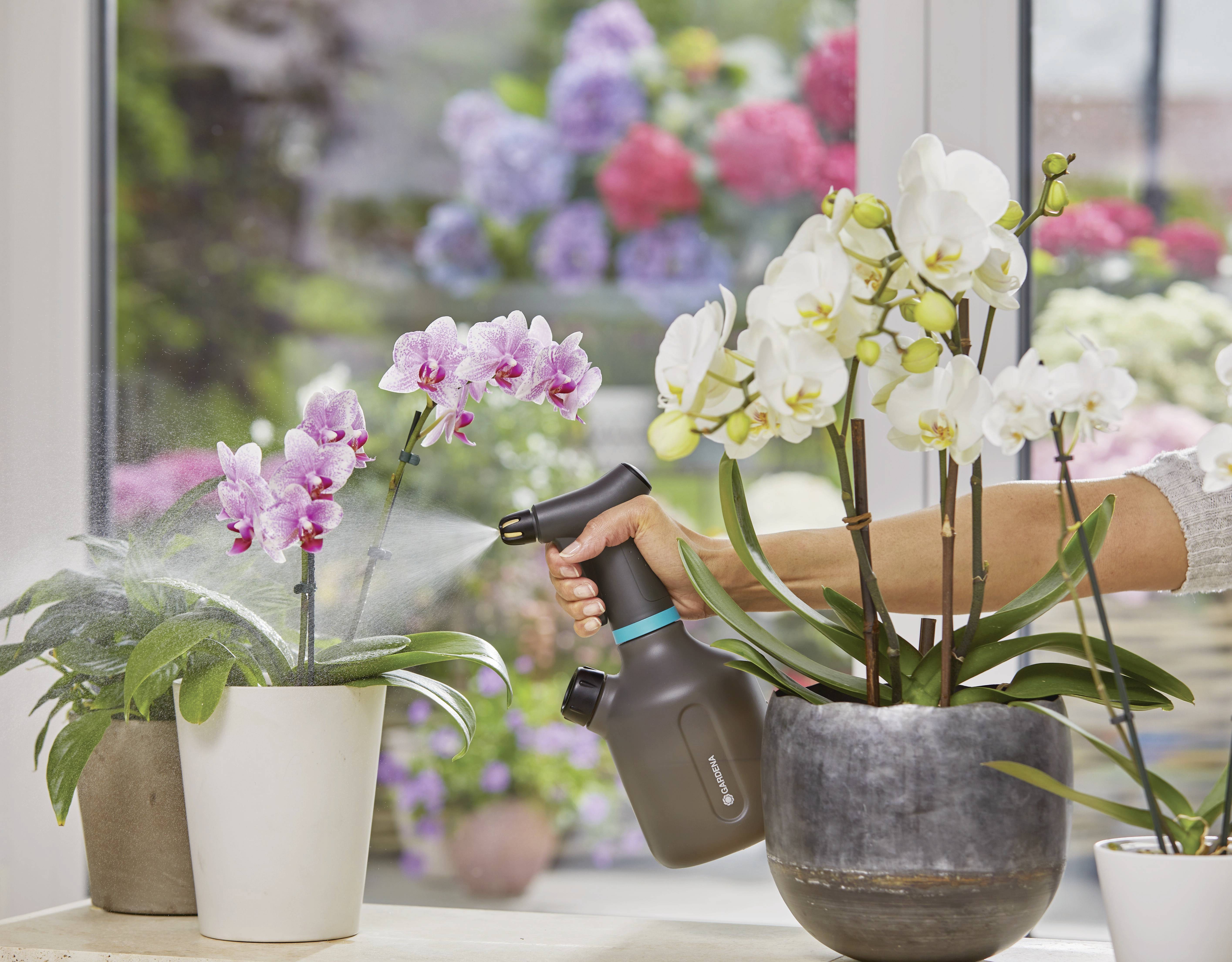 A person is spraying flowering orchids in pots on a windowsill. Blurred flowers can be seen in the background.