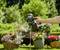 A hand is pouring water from a black watering can over colourful flowers in a sunny garden.
