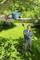 A man is cutting a branch from a tree using a telescopic pruning saw. He is standing on a green lawn in the garden.