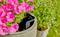 A gardening sensor is placed in a large pot containing pink flowers and lush green herbs, indicating soil monitoring in a garden setting.