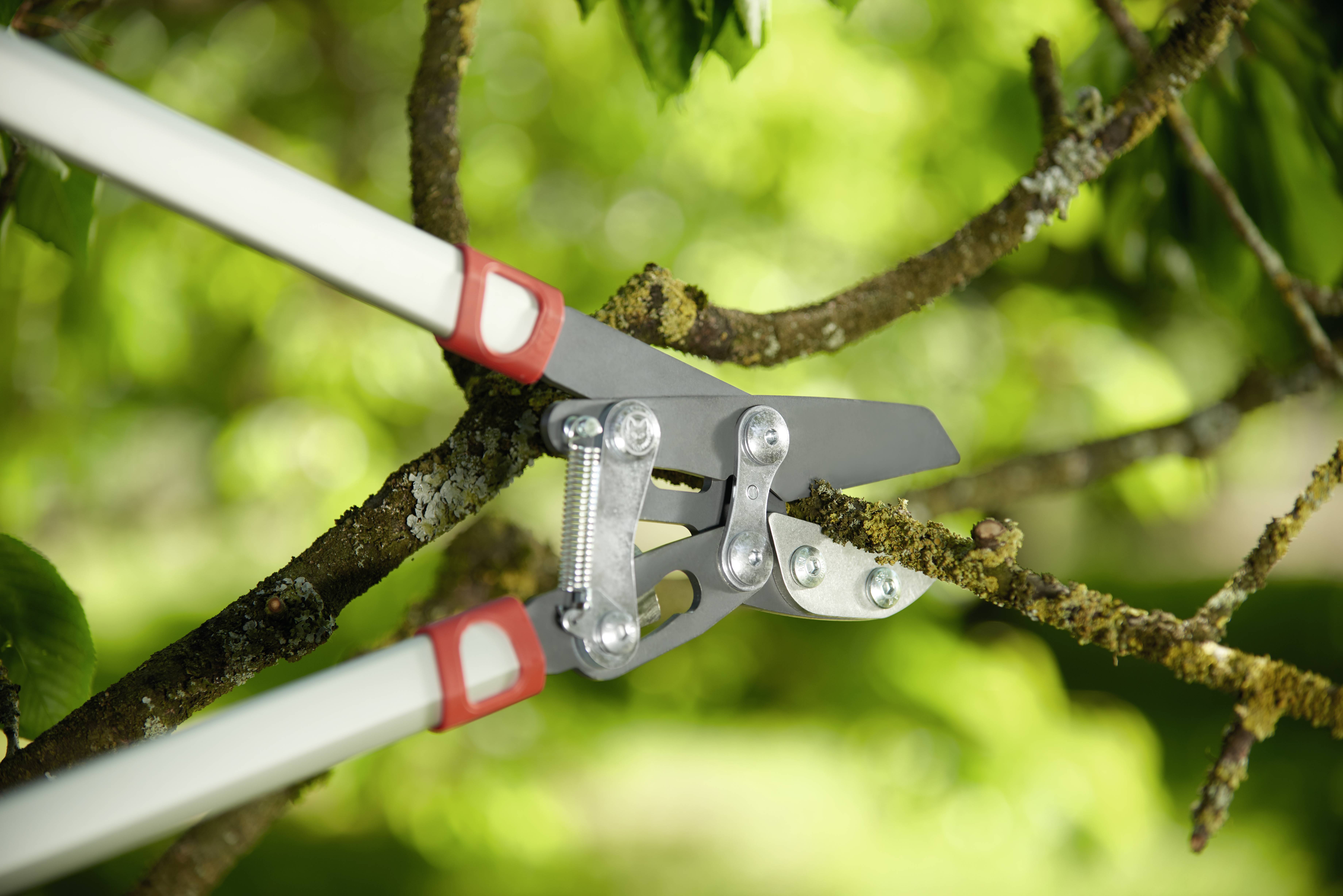 Pruning shears cutting a branch in a green tree. Blade sharpness and lever mechanism in the foreground, leaves in the background.