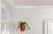 A hanging plant in a red pot in front of a white wall with windows in the background.